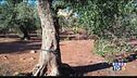 Allarme xylella in tutta Europa