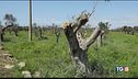 Xylella, non c'è cura
