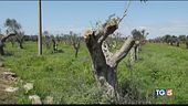 Xylella, non c'è cura