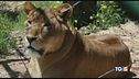 Animali traumatizzati la riserva per salvarli
