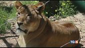 Animali traumatizzati la riserva per salvarli