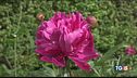 Le rose del Giardino di Boboli