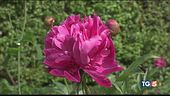 Le rose del Giardino di Boboli