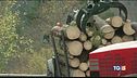 La Cina si compra i nostri alberi