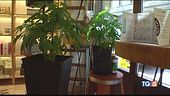 "Cannabis light vendita illegale"