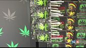 No cannabis light i negozi a rischio?