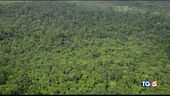 La foresta amazzonica patrimonio in pericolo