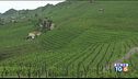 Le colline del prosecco candidate all'Unesco