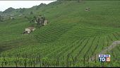 Le colline del prosecco candidate all'Unesco