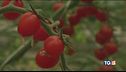 Agricoltura del futuro dall'Olanda all'Italia