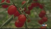 Agricoltura del futuro dall'Olanda all'Italia
