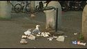 Basta con l'invasione degli animali in città