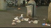 Basta con l'invasione degli animali in città