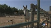 Furto di cavalli a Ladispoli