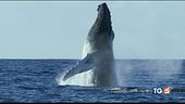 La caccia alle balene riprende il massacro