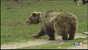 Una disputa intorno ad un orso
