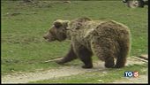 Una disputa intorno ad un orso