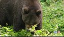 Polemica sulla licenza di uccidere l'orso M49