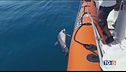 Strage di delfini sulle coste tirreniche