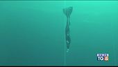 Nuovo record del mondo di apnea