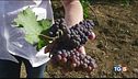 A Salemi, in provincia di Trapani, è già tempo di vendemmia