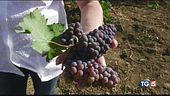 A Salemi, in provincia di Trapani, è già tempo di vendemmia