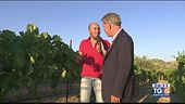 Gusto di Vino: Nero d'Avola