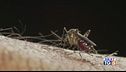 Oggi è il mosquito day