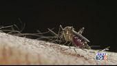Oggi è il mosquito day