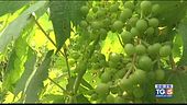 Gusto di Vino: la Dorona di Venezia