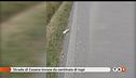 Mistero a Cesena, invasa da topi bianchi