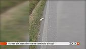 Mistero a Cesena, invasa da topi bianchi