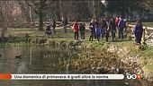 Sole da primavera