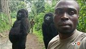 In posa con i gorilla