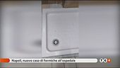 "Formiche in ospedale"