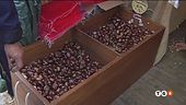 Scompaiono le castagne