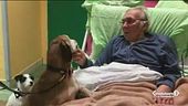 "Prima di morire vorrei rivedere i mie cani"