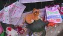 "Devono andarsene i camorristi"