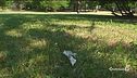 "Ha preso una bustina nel parco"