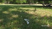 "Ha preso una bustina nel parco"
