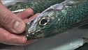 I segreti del pesce fresco