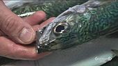I segreti del pesce fresco