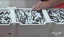 La quailtà del pesce italiano