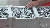 La quailtà del pesce italiano