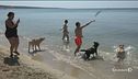 In vacanza con il proprio cane