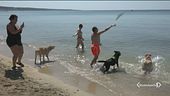 In vacanza con il proprio cane