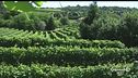 Le colline del prosecco sono patrimonio dell'Unesco