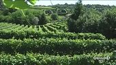 Le colline del prosecco sono patrimonio dell'Unesco