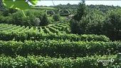 Le colline del prosecco sono patrimonio dell'Unesco