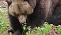 L'orso "Papillon" ancora in fuga